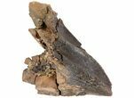 Partially Rooted Triceratops Tooth - South Dakota #73872-2